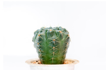 Image of cactus isolated on white background. Small decorative plant. Front view.