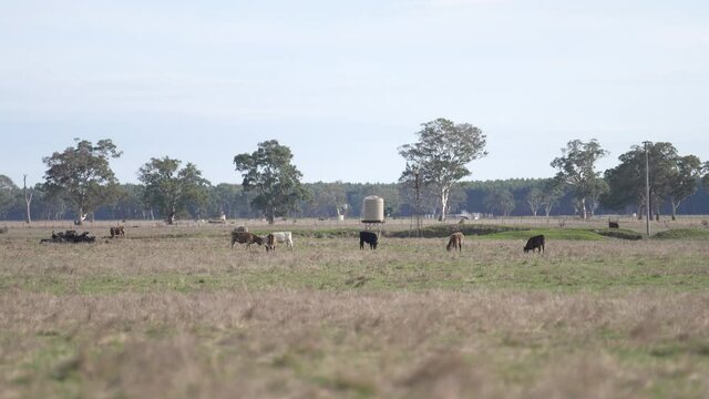 Steers grazing on green grass. While looking at camera