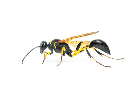 Image of mud dauber wasp(Sphecidae) isolated on white background. Insect. Animal.