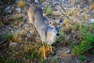 Deer from above.
