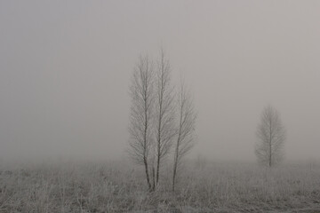 Obraz na płótnie Canvas Birch and a small Christmas tree in a foggy field.