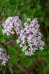 ライラックの花