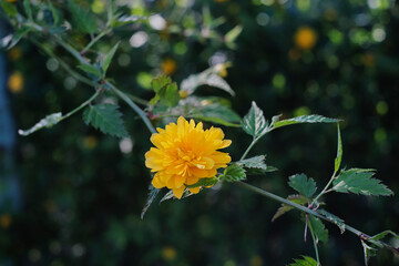 Kerria japonica, ciucuri galbeni pe ramuri