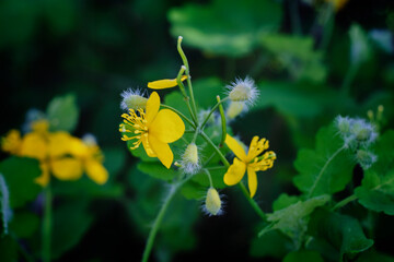 Celandine is an oligotypic genus of dicotyledonous plants in the Poppy family