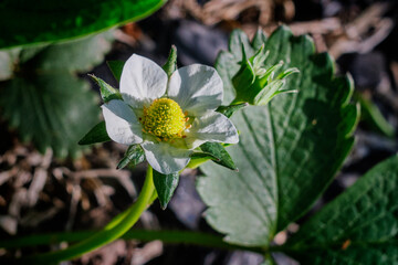 Flowering of the hybrid magnolia Sulanja Susan