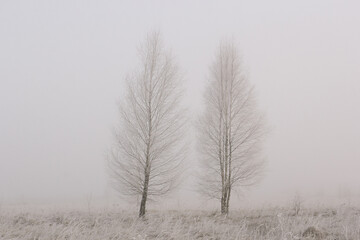 Birch and a small Christmas tree in a foggy field.