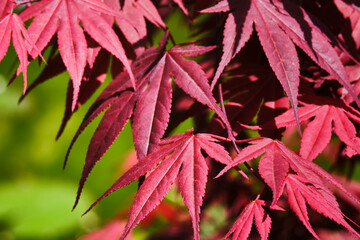 'Bloodgood' maple merah Jepang ( Acer palmatum 'Bloodgood') - obrazy, fototapety, plakaty