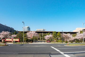 東京都千代田区隼町の国立劇場と内堀通りの満開の桜並木