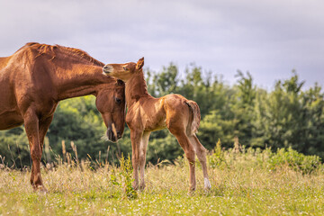 Idylle: junges Fohlen schmiegt sich vertrauensvoll an den Kopf der Mutter