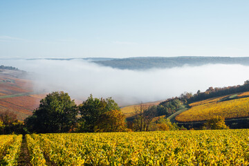 Fototapeta premium Un paysage de vignes en automne. La Bourgogne en automne. La Côte-d'Or en automne. Des vignes dorées. des vignes automnales. Le brouillard dans les vignes.