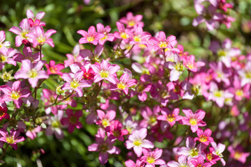 Obraz na płótnie Canvas Beautiful spring flowers of Saxifraga × arendsii blooming in the garden, close up