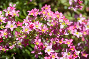 Fototapeta premium Beautiful spring flowers of Saxifraga × arendsii blooming in the garden, close up