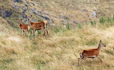 Three red deer, New Zealand
