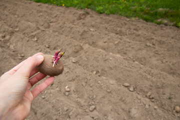 Planting potatoes in the ground in the spring. Growing organic vegetables. Early spring preparations for the garden season. Woman hand planting potato sprouts.