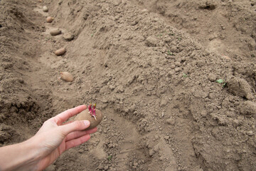 Planting potatoes in the ground in the spring. Growing organic vegetables. Early spring preparations for the garden season. Woman hand planting potato sprouts.