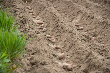 Planting potatoes in the ground in the spring. Growing organic vegetables. Early spring preparations for the garden season. 