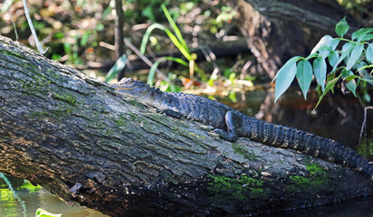 Naklejka na ściany i meble Alligator resting on stem - Florida