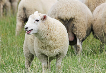 Naklejka na ściany i meble Young sheep panting, New Zealand