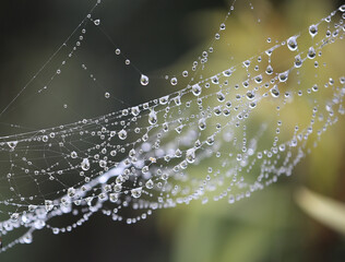 Water drops on spider web