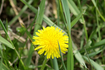 Yellow common dandelion in bloom closeup