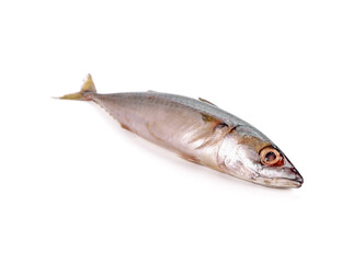 Fresh saba fish (Mackerel) isolated on white background.