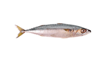 Fresh saba fish (Mackerel) isolated on white background.