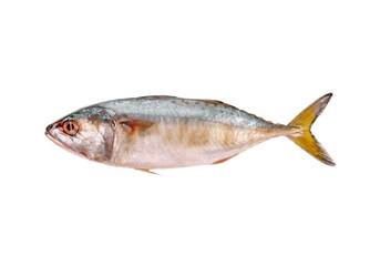 mackerel fish isolated on the white background