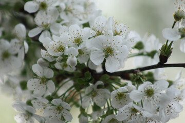 Fototapeta premium Sour cherry blossom closeup with leaf