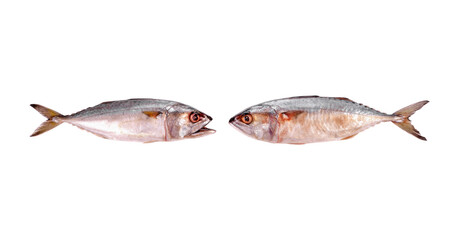 mackerel fish isolated on the white background
