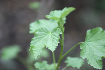 Redcurrant green leaves closeup with focal distance effect