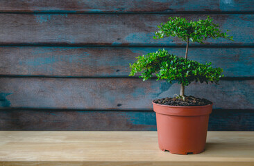 Small decorative tree, Top view of little Tree in the pots isolated on wood table old wood background. Eco concept with copy space for text or art work design. Terminalia ivorensis.