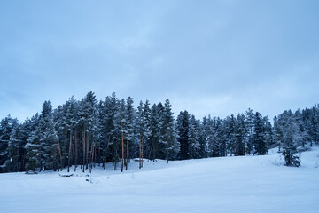 The image of trees on the hillside.