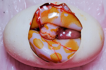The Royal python (Python regius), Purple Albino Ball Python on white background. Snake eggs.
