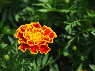 Tagetes Patula or French Marigold in bloom.