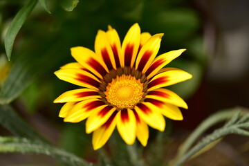 yellow flower in the garden
