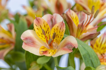 alstroemeria aurea flower closeup