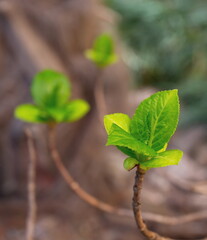 Beautiful spring trees with blooming buds