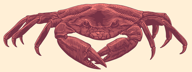 Sea crab. Hand drawn engraving. Editable vector vintage illustration. Isolated on light background. 8 EPS - 432278493