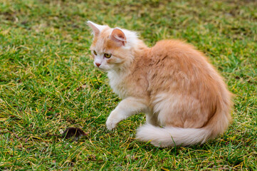 A red cat caught a mole, a cat playing with a mole on the grass, the countryside and animals and rodents.