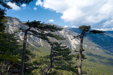 Pine tree on the rock. Rocky Mountains.
