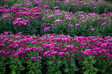 close-up of pink zinnia flower on background. chrysanthemum flowers in the garden.