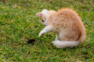 Naklejka na ściany i meble A red cat caught a mole, a cat playing with a mole on the grass, the countryside and animals and rodents.