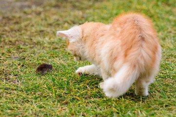 After hunting, a cat plays with its prey, a cat and a mole in nature.