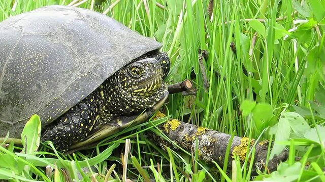 Marsh turtle in green grass Emys orbicularis