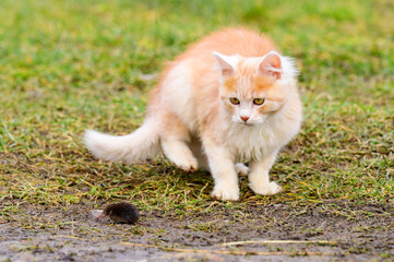 Naklejka na ściany i meble A fluffy pet plays with its prey, a mole as food for a cat, a rodent and a cat.