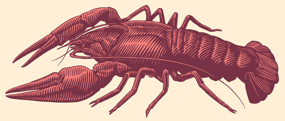 Crayfish. Hand drawn engraving. Editable vector vintage illustration. Isolated on light background. 8 EPS - 432278806