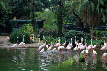 Pink Flamingos in a small pond in Kowloon Park in Downtown Hong Kong