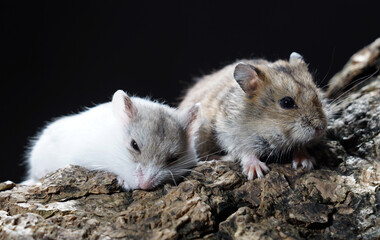 Cute hamsters on the tree