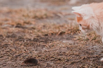 A hungry red predator is playing with a mole, a cat has caught a mole.