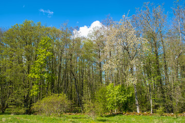 Obraz premium Lush grove of trees in the spring